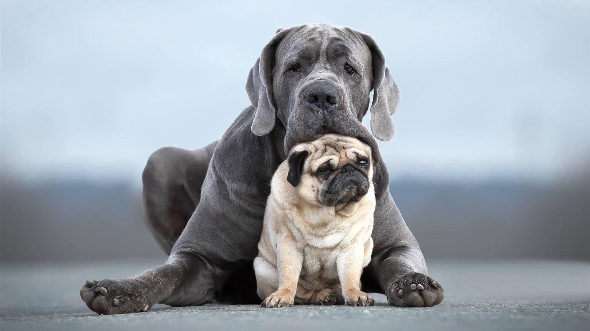 王朝序章，皮亚斯特里雨中摩纳哥鏖战法拉利，一场胜利与一个时代的预言