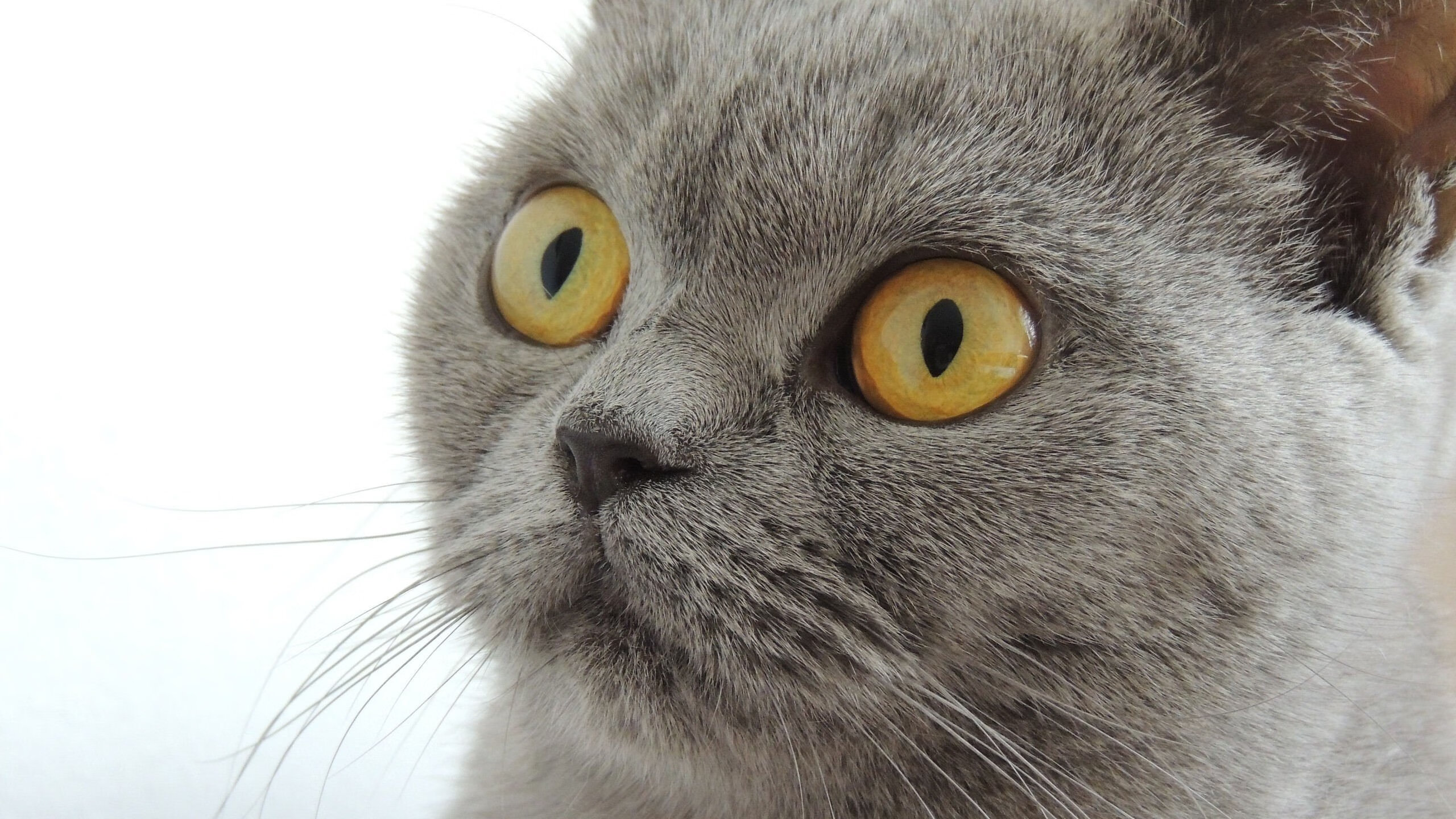 跨越太平洋的险胜，当德罗赞的芝加哥利刃，遇见北京队的钢铁长城