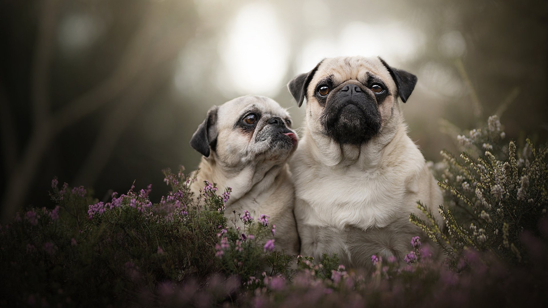 爱游戏tv-绝境下的唯一破局者，林高远奇迹独舞逆转奥地利风暴