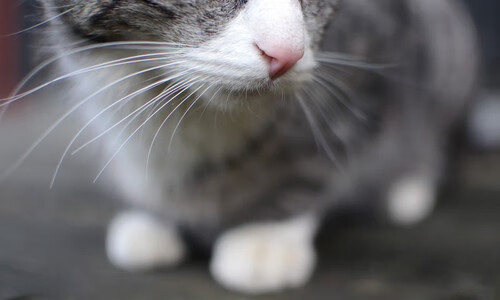 东方羽翼与西方铁骑，不同的逆转，相同的体育精神