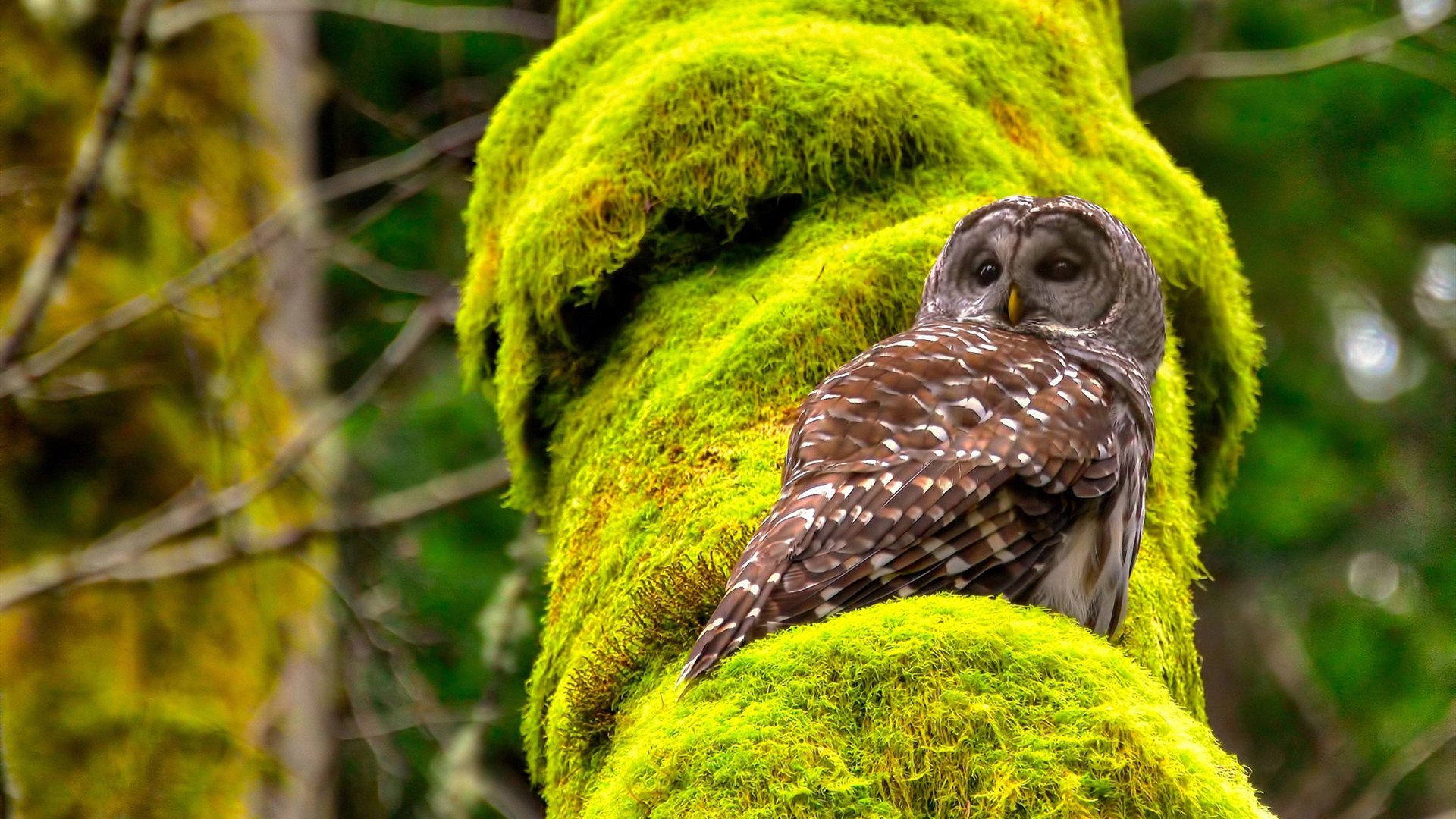 落日条款—当浙江队为太阳戴上镣铐，东契奇在裂缝中写下文明续存的一笔