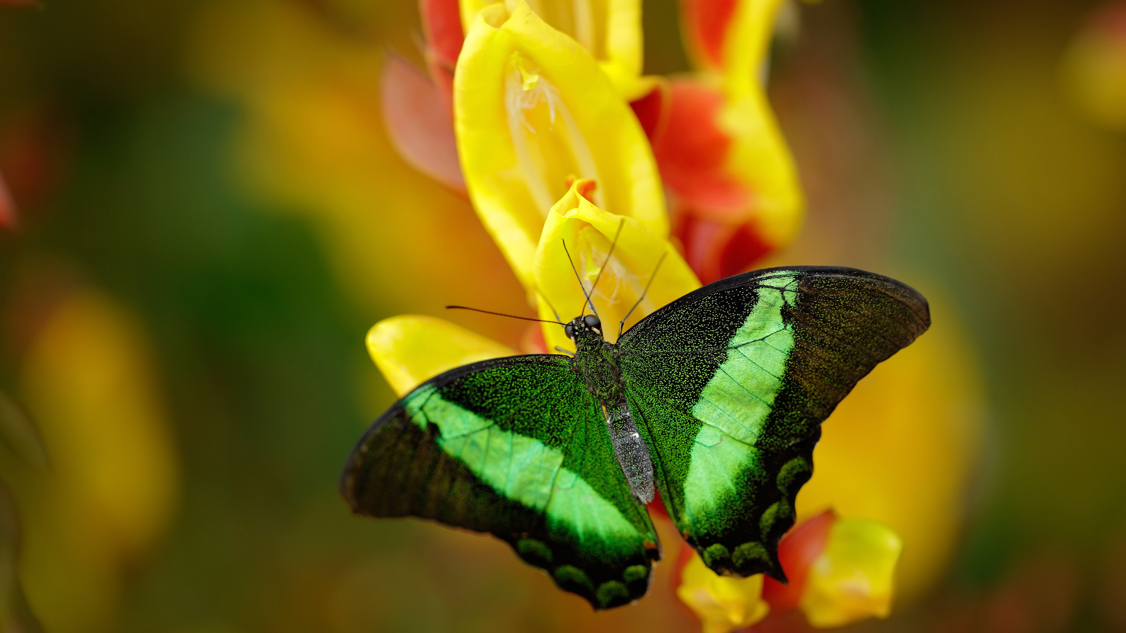 当汉密尔顿如字母哥附体，引擎咆哮中，何谓真正的无解？
