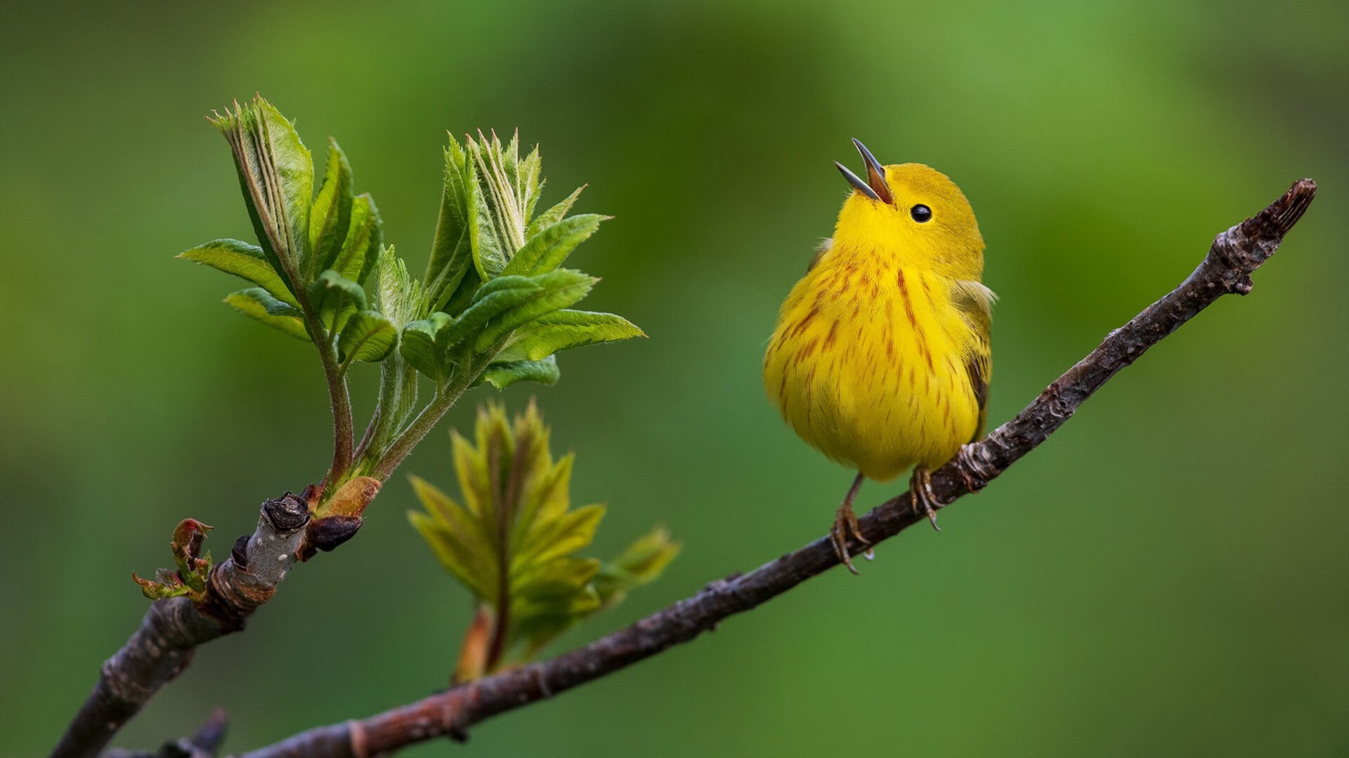 史诗级统治！恩比德从禁区到三分线的全方位碾压，76人争冠拼图完整