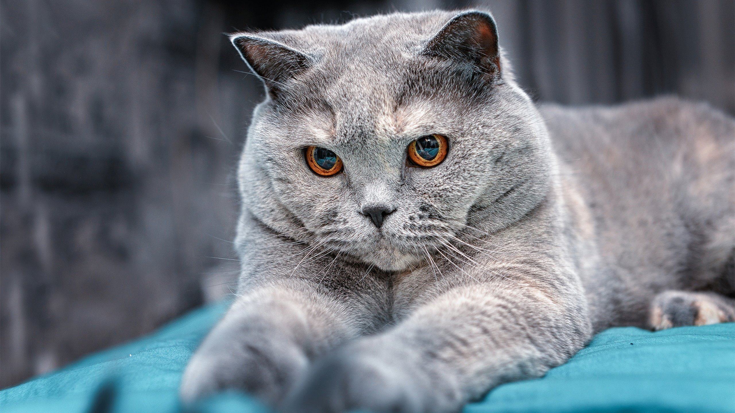 唯一性2026世界杯之夜,主罚点球前的一分钟,马克西在想什么?