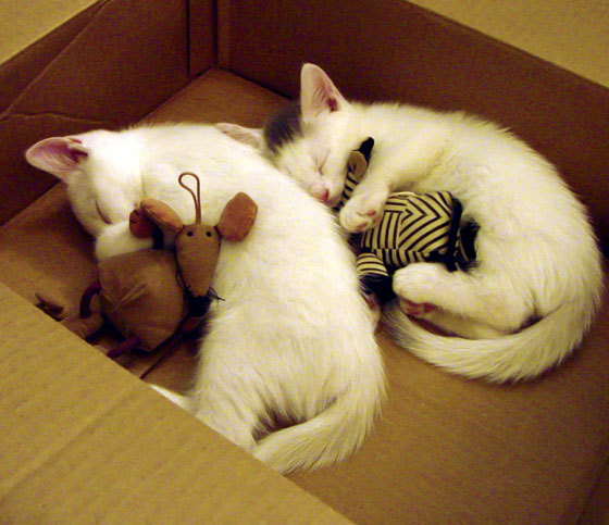 爱游戏在线-砖石与星辰，从山西的终结之战到爱德华兹的世界杯宣言