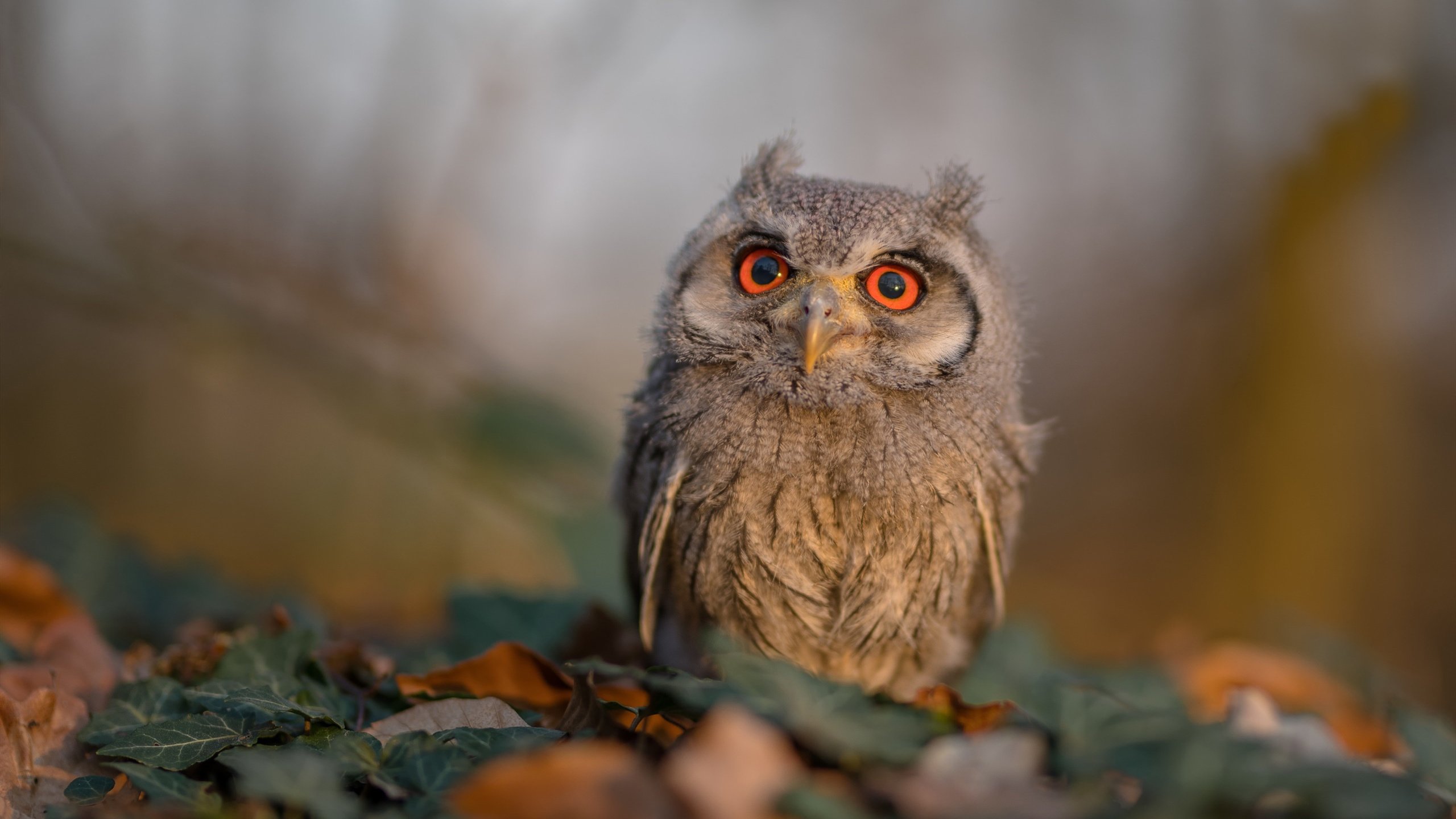 爱游戏体育-跨越时空的里程碑，当勒沃库森邂逅牙买加，弗拉霍维奇写入另类史册