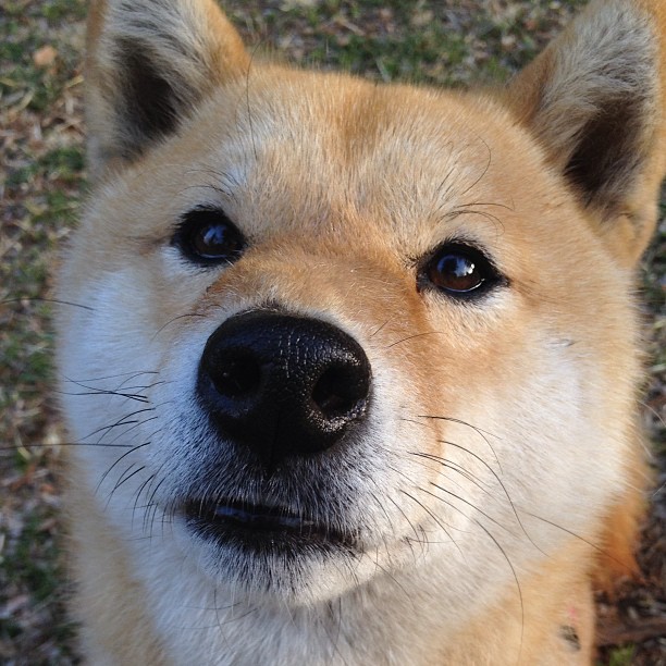 爱游戏APP-逆袭之夜，篮网团队篮球显威，戈贝尔破心魔重铸禁区荣光