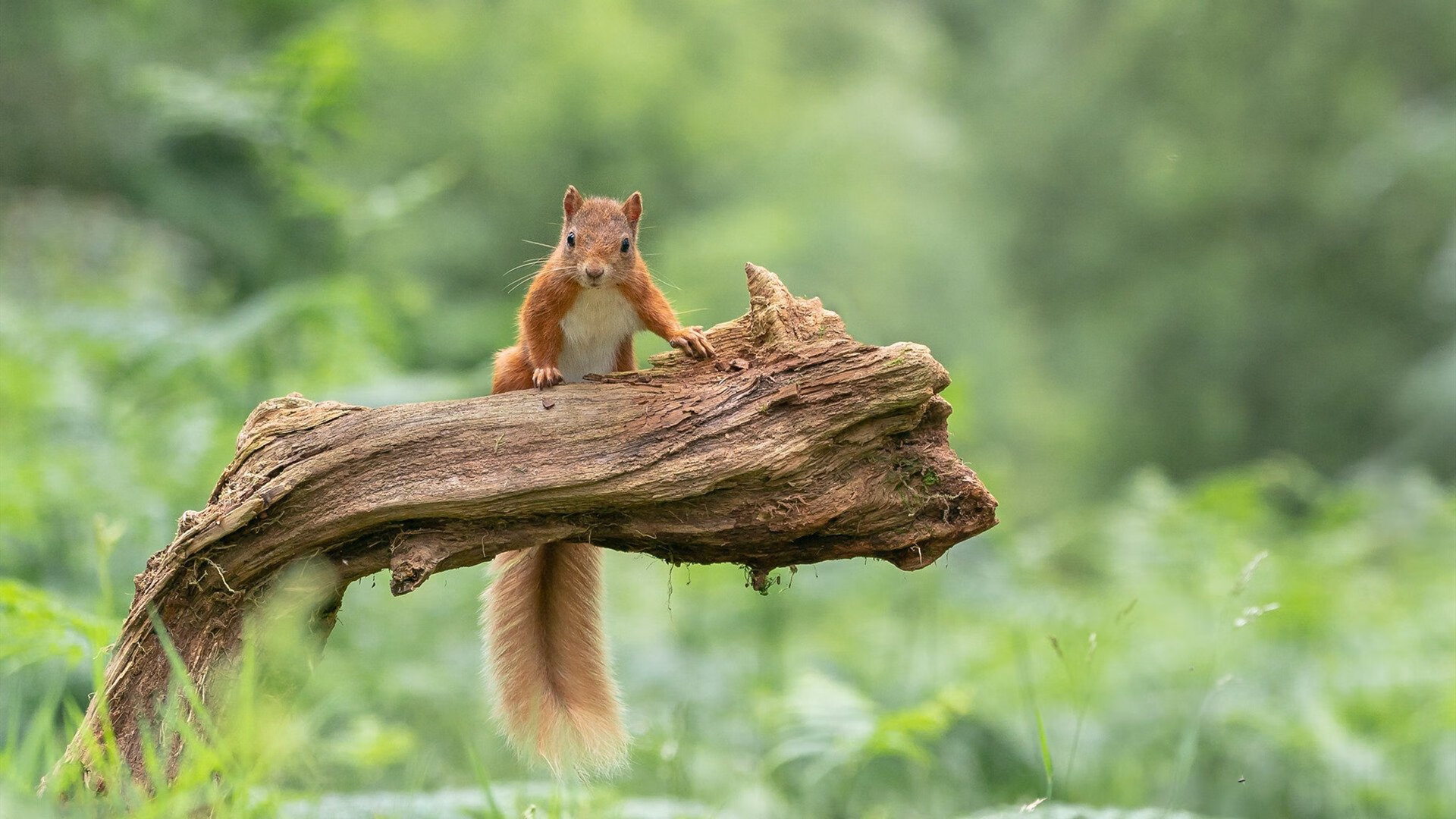 欧冠淘汰赛焦点战，哥伦比亚黑马淘汰南非霸主，历史性突破点燃全球目光