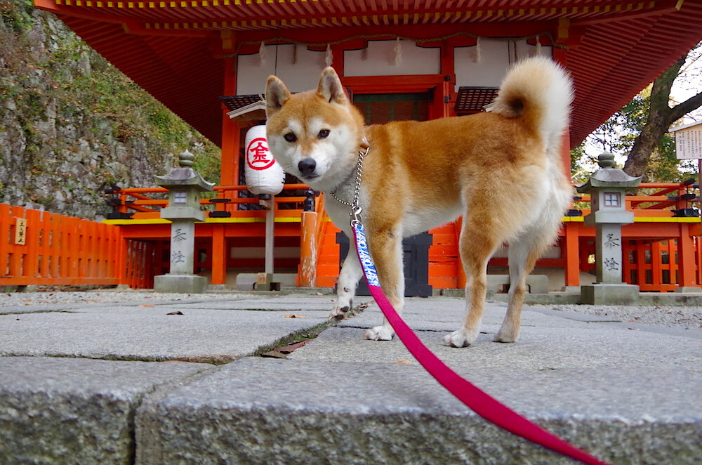 夏夜奇缘，当汾水之师邂逅绿军神话，英格拉姆的数据焰火照亮了何种篮球真意？