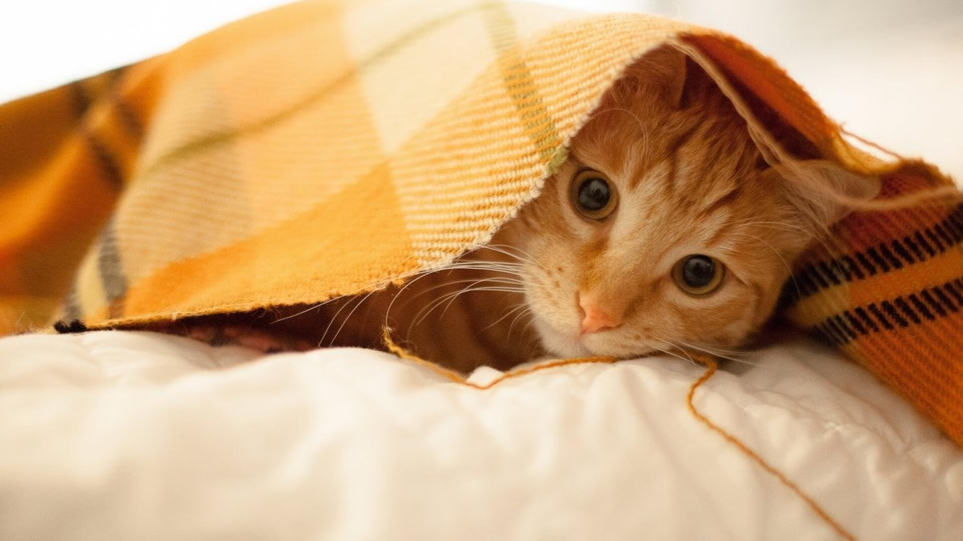 黎明收割黄昏,当班凯罗在欧冠半决赛前夜,听见印第安纳的丧钟