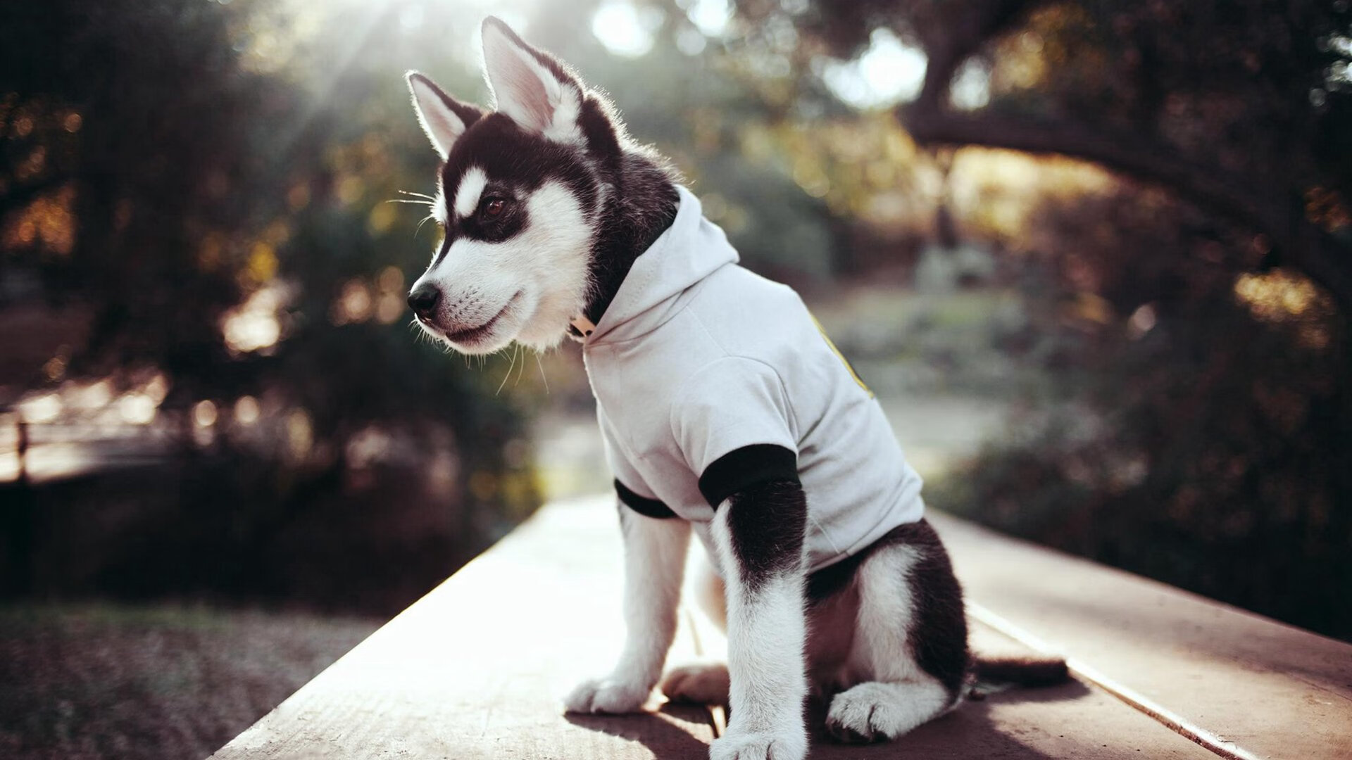 浓眉降临费城之夜,一人改写剧本,76人险中带走黄蜂