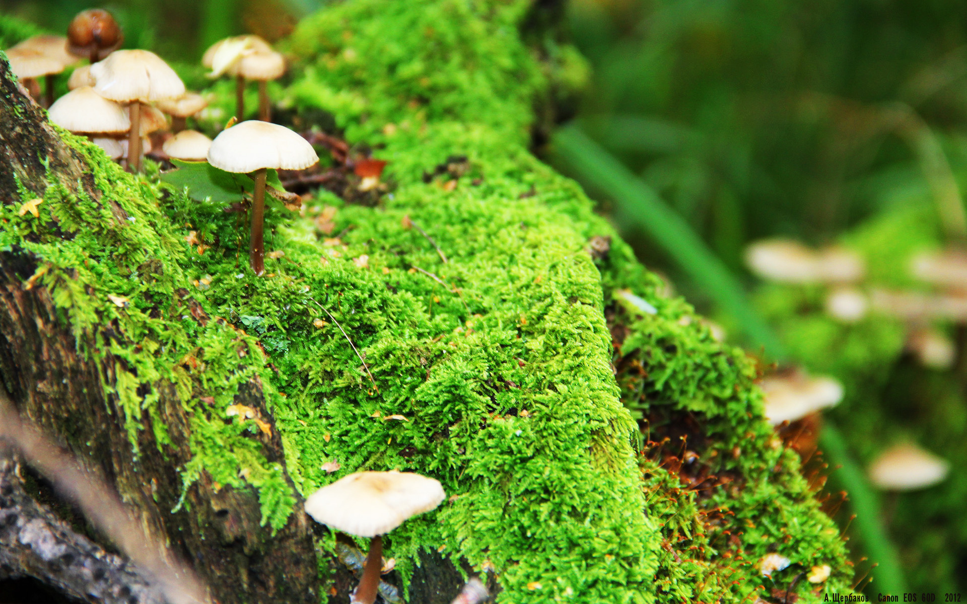 爱游戏官方-意甲烽火启示录，当公牛跨越大洋掀翻凯尔特人