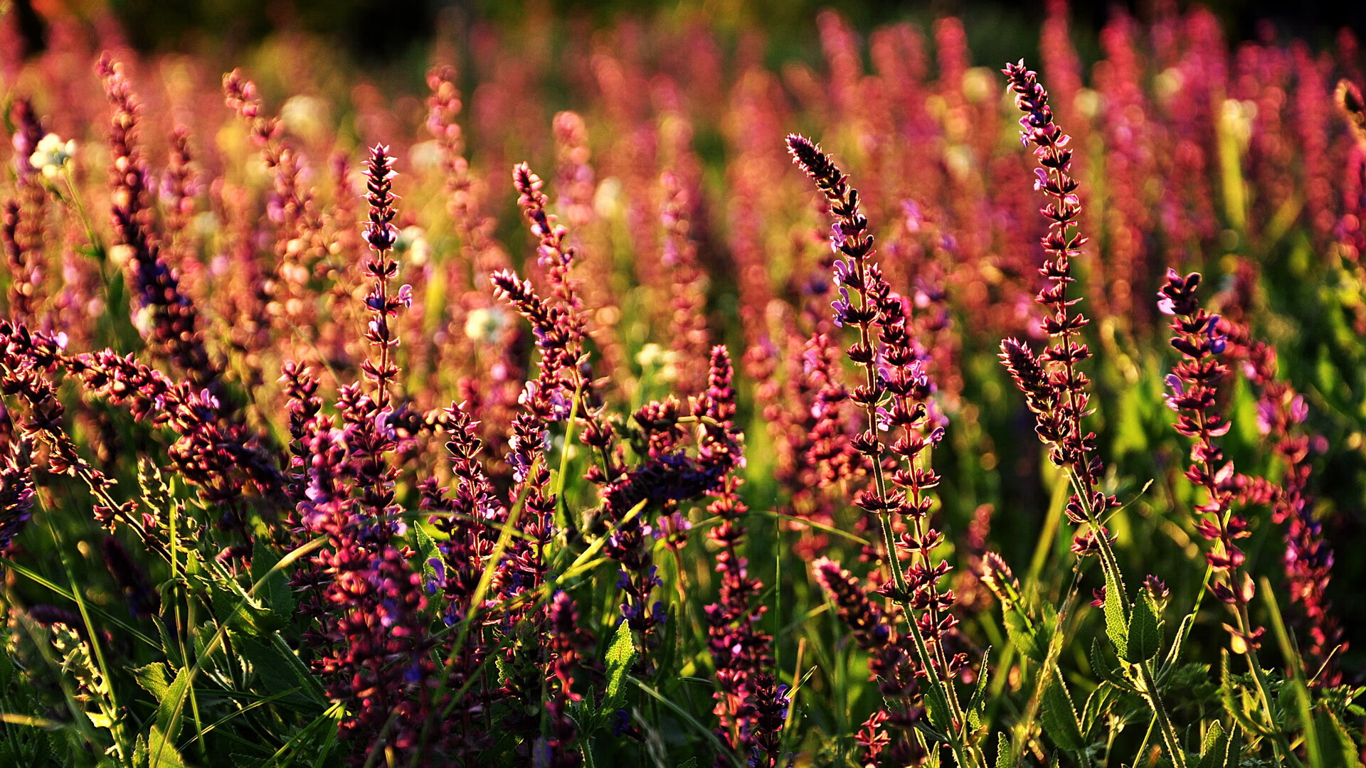 一场绝杀背后的三重刻度，当NBA的血脉与奥运的脉搏共振