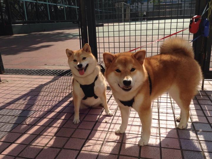 爱游戏-烽烟散尽，唯利拉德一人独舞，当独行侠的铜墙铁壁遇上撕裂之城的最后獠牙